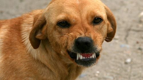 SURSE: Un câine a mușcat fetița unei judecătoare / Fata de 6 ani a fost atacată pe stradă, în București, de câinele scăpat dintr-o curte