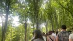 REPORTAJ | După două ore în pădurea de fag din Munții Făgăraș, nu mai privești niciun copac la fel. Lecțiile despre viața secretă a arborilor de pe Valea Moașei, spre Cabana Suru