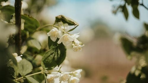 Investigație BBC: Copii implicați în culegerea de iasomie pentru parfumurile de lux