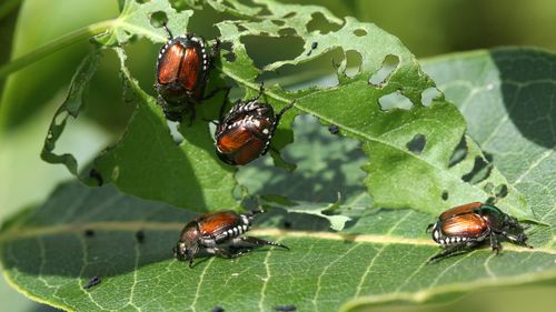 Unul dintre cei mai periculoși dăunători din lume, depistat la granița Germaniei / Deși are dimensiunea unui bob de cafea, poate produce pagube uriașe pentru agricultură / Ar putea proveni din bagajele turiștilor