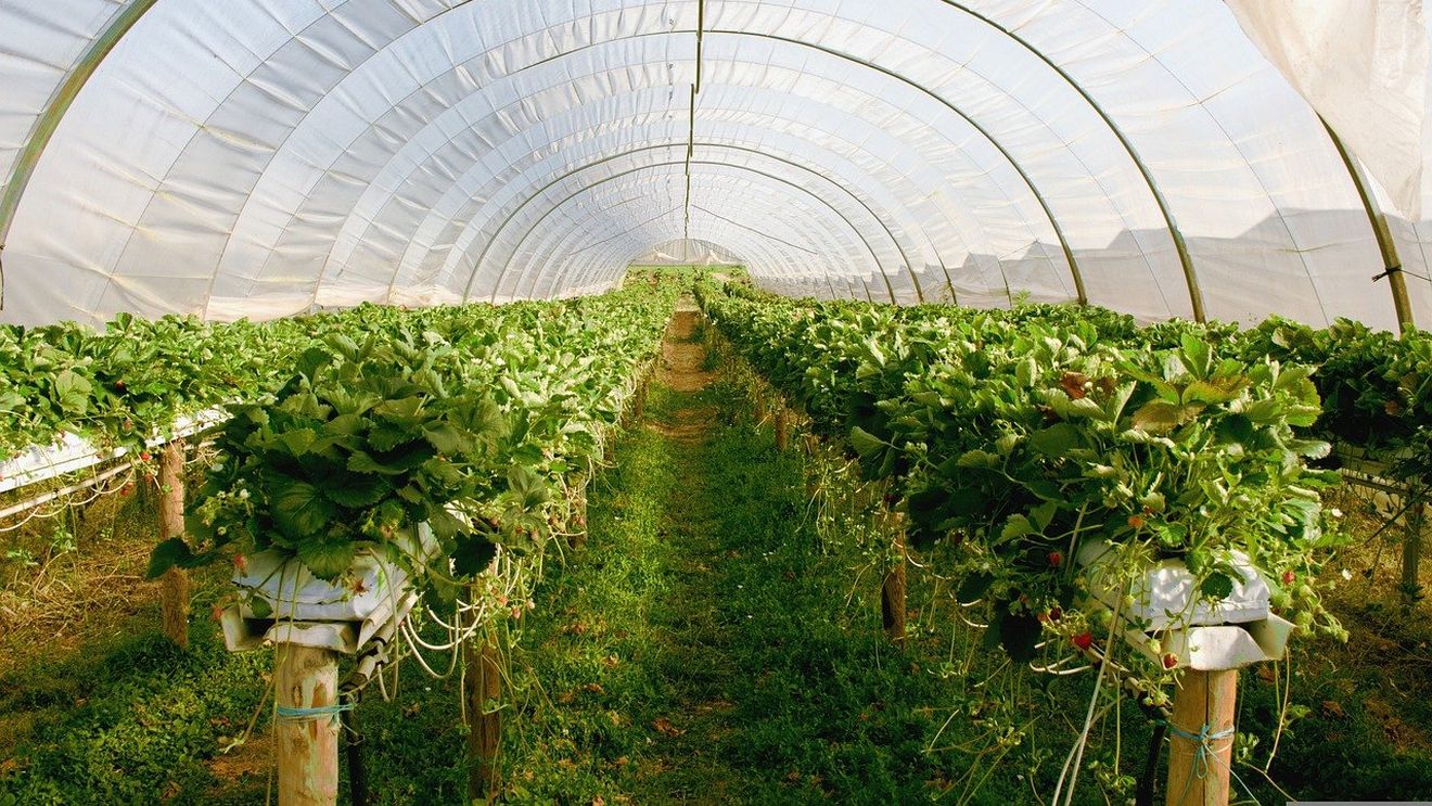 APIA începe plăţile în avans pentru campania 2022. Fermierii primesc peste 1 miliard de euro