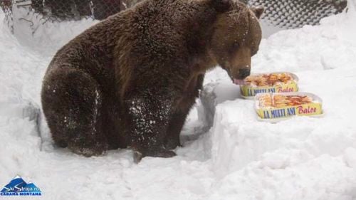 Povestea lui Baloo, ursul – mascotă al stațiunii Straja, care împlinește 25 de ani / ”Are patru bârloguri la alegere, are o piscină care în loc de 12 metri are 24 de metri pătrați, unde să facă și baie”