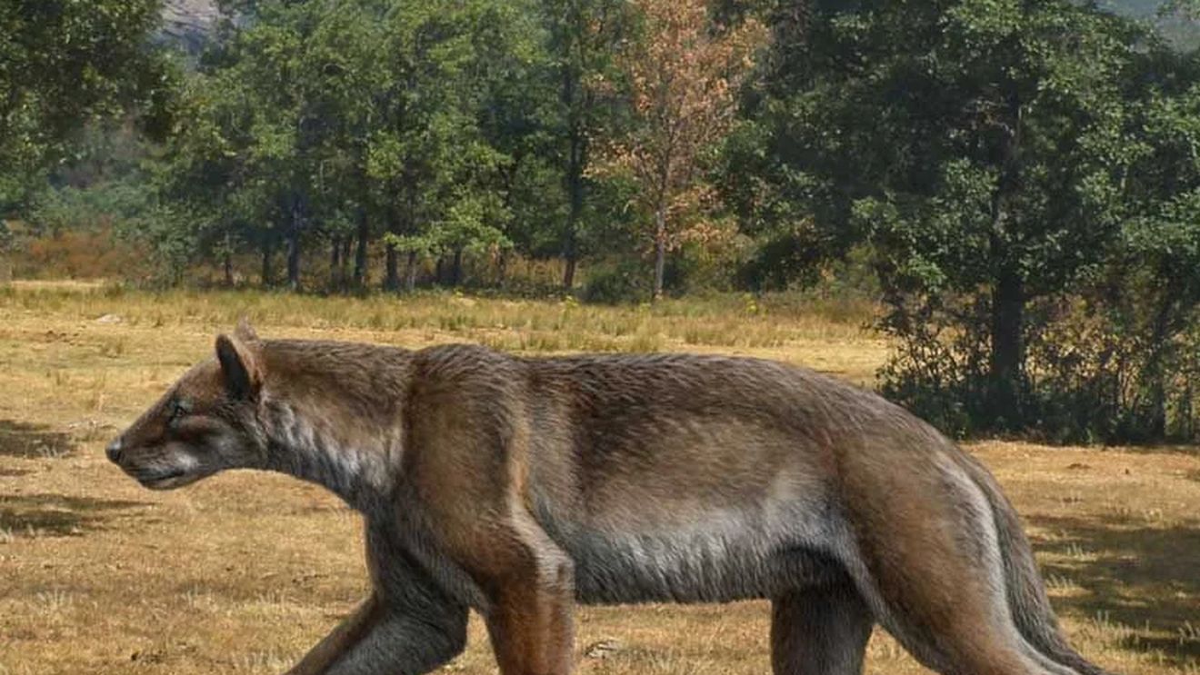 Cercetătorii spanioli au descoperit o nouă specie de „câine-urs” / Datează de acum 15,9 milioane ani / Avea dimensiunea unui tigru și o greutate de aproape 200 de kilograme