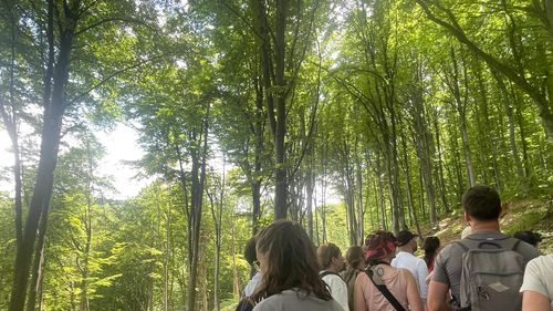 REPORTAJ | După două ore în pădurea de fag din Munții Făgăraș, nu mai privești niciun copac la fel. Lecțiile despre viața secretă a arborilor de pe Valea Moașei, spre Cabana Suru