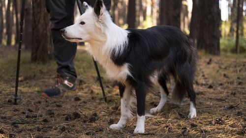 Rase de câini admise la vânătoare în România: reguli, sfaturi și greșeli de evitat. Cum dresezi câinele să vâneze păsări și animale mici