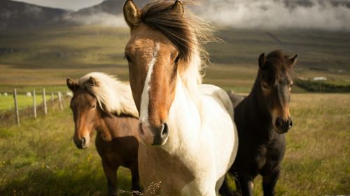 118 activiști pentru drepturile animalelor au fost arestați la cursa anuală de cai Grand Național din Marea Britanie, după ce au întârziat începutul competiției/ Protestatarii susțin că animalele sunt exploatate pentru divertisment şi concursul poate duce la moartea cailor