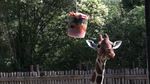 Înghețată pentru animalele de la zoo din Italia / Cum sunt protejate girafele, focile și hipopotamii din Roma în timpul caniculei