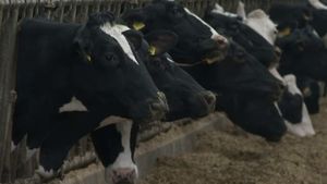 Producția de biogaz, o nouă oportunitate pentru fermieri. Trei vaci pot produce gazul de care o familie are nevoie într-un an