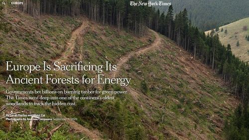 Amplu reportaj The NY Times, în pădurile seculare ale României. Pentru că peleții ar trebui fabricați din deșeuri, ei sunt considerați biomasă și “sursă de energie regenerabilă”