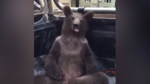 VIDEO Un pui de urs, „amețit” după ce a mâncat prea multă „miere nebună”, a fost salvat de pădurari