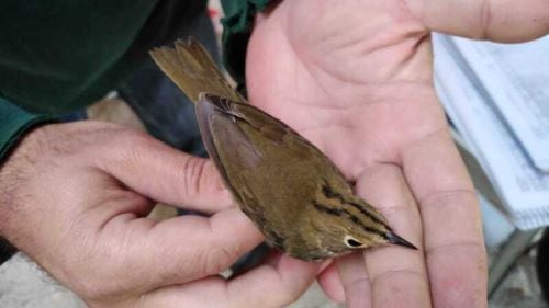 Sturzul cu creastă galbenă, pasăre americană extrem de rară, observat în premieră în România