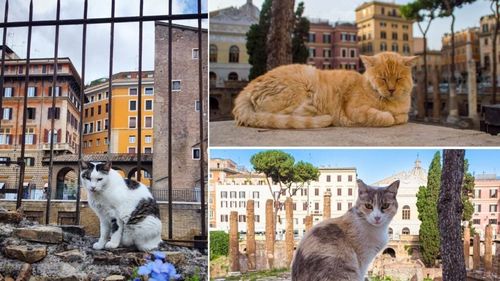 Locul unde Iulius Cezar a fost ucis este astăzi paradisul pisicilor, protejate de voluntari și turiști. În inima Romei răsună istoria și torsul celor peste 200 de feline