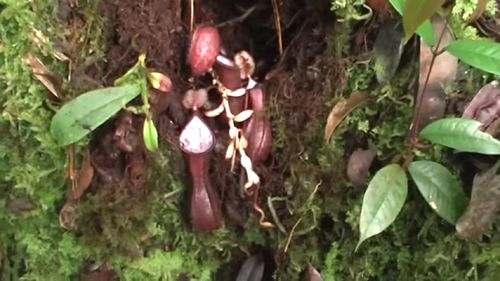 VIDEO Descoperire inedită în Indonezia / Oamenii de știință au găsit prima plantă carnivoră care prinde prada sub pământ
