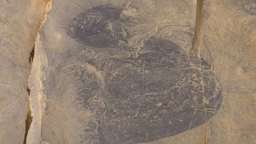 Cea mai veche specie de meduză înotătoare, descoperită în fosile cu o vechime de peste 500 de milioane de ani