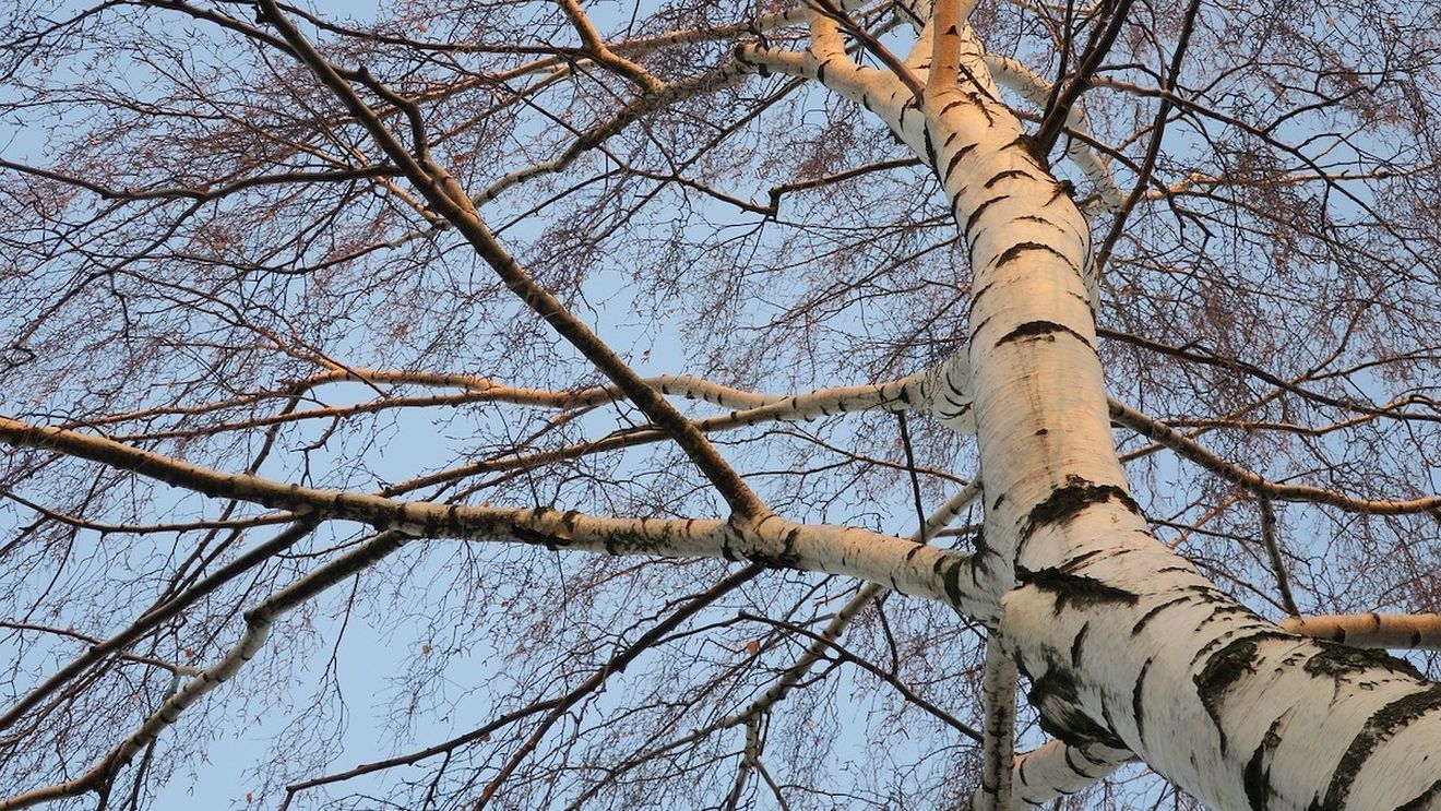 Un parc cu arbori plantați în memoria celor dispăruți, inaugurat în județul Timiș / Sunt plantați 100 de mesteceni, fiecare cu un cod QR care spune o poveste de viață