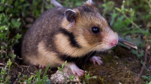 S-au născut primii 7 pui de hamster dobrogean din generația 2026 / Specia e reprodusă în laborator, în Bulgaria / Sunt pe cale de dispariție și sunt necesari ca pradă pentru șoimul dunărean