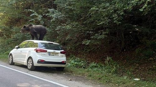 Un urs s-a urcat pe o maşină, pe un traseu din Munţii Făgăraş