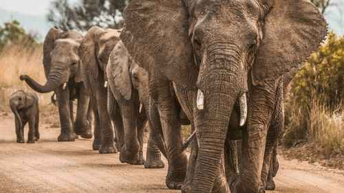 Tren deraiat în Sri Lanka după ce a lovit o turmă de elefanţi / Este cel mai grav accident de acest gen / Aici trăiesc aproximativ 7.000 de elefanţi sălbatici