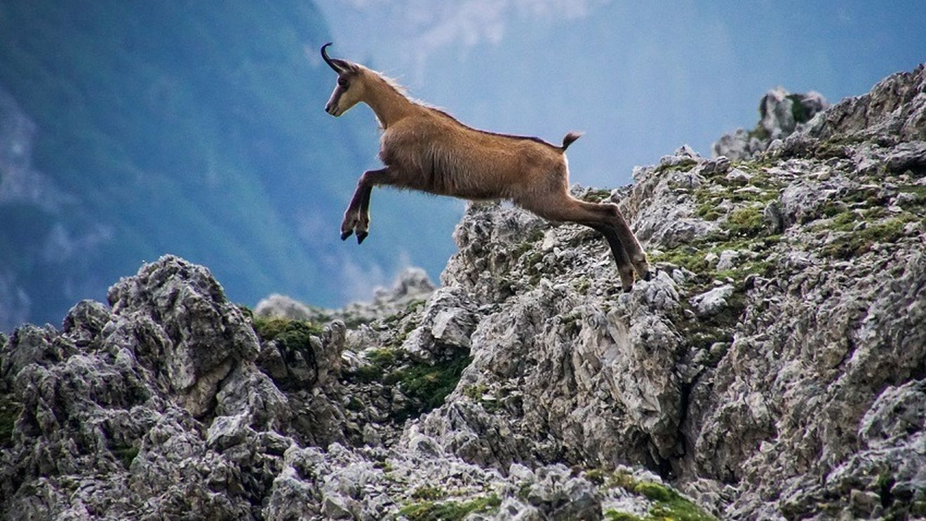 VIDEO Grup de capre negre surprins de camerele de monitorizare în Parcul Natural Putna Vrancea