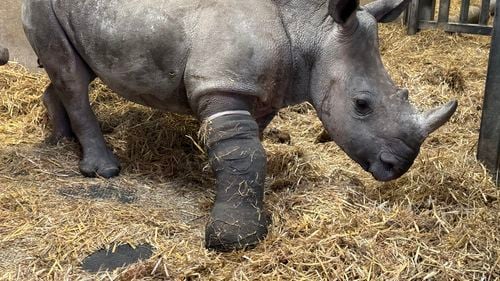 Operație în premieră mondială pentru tratarea piciorului rupt al unui rinocer