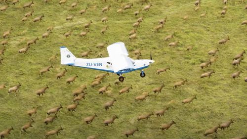 VIDEO Marea Migraţie de pe Nil, cea mai mare deplasare a antilopelor în Sudanul de Sud şi Etiopia / Pentru a înregistra numărul antilopelor, două avioane echipate cu camere foto au realizat peste 330.000 de fotografii
