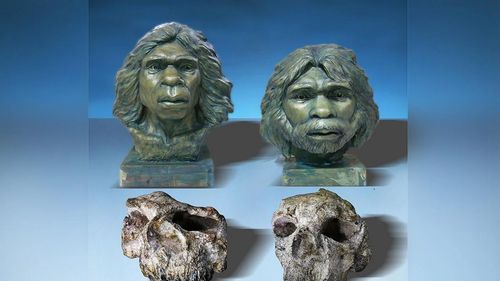 Trei cranii de Homo erectus descoperite în China au aproape 1,8 milioane de ani