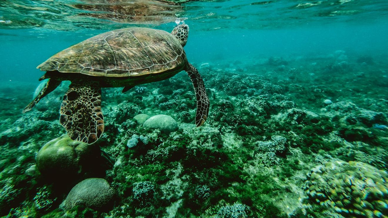 Opt copii și un adult au murit în Zanzibar după ce au mâncat carne de broască țestoasă de mare