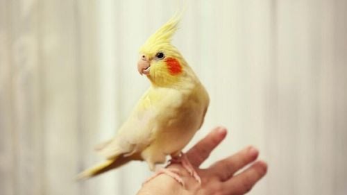 Operațiune inedită în Germania. Un papagal gălăgios și agresiv, arestat după ce a atacat un polițist: „S-a apropiat cu agilitatea unei pisici”. Pasărea a fost dusă la centrul de corecție