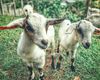 Carantină națională de 30 de zile pentru oi și capre după confirmarea Pestei Micilor Rumegătoare în Mureș / Amendă și confiscarea autovehiculelor care transportă animale fără documente sanitare