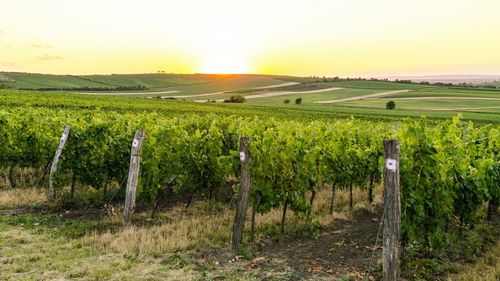 Viticultorii francezi plantează aloe vera în locul viţei de vie pentru a se adapta la secetă