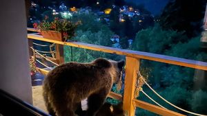 Hunedoara: Femeie atacată de urs în localitatea Petrila/ A fost transmis mesaj Ro-Alert