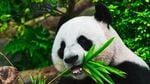 Populaţia de panda uriaşi care trăiesc în captivitate în China aproape s-a dublat în ultimul deceniu / Eforturile de conservare a speciei au utilizat o tehnologie avansată