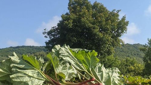 Sărbătoarea rubarbărului, la Saschiz, în prima sâmbătă a lunii mai / Va avea loc ”Parada plăcintelor cu rabarbăr”, pe muzică de fanfară, concerte, precum și concursul ”Mâncăcios de prăjitură cu rabarbăr”