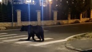 VIDEO Un urs filmat la plimbare prin centrul staţiunii Poiana Braşov / ”Trece pe trecerea pentru pietoni, e foarte civilizat. Așa e la noi în Poiană!”