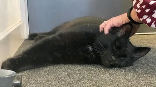 O pisică dispărută de 11 ani își va reîntâlni stăpâna