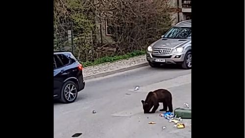 VIDEO Un urs a fost filmat la Sinaia în timp ce rupe un coş de gunoi căutând hrană / Șoferii opreau în dreptul lui pentru a-l fotografia