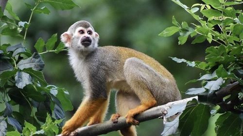 Specia de maimuțe capucin poate supraviețui în condiții meteorologice extreme dacă sunt stresate/ Care sunt indicatorii de stres la maimuțe