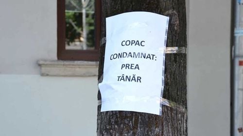 Protest inedit în Cluj: mesaje pe trunchiurile copacilor / Locuitorii cer păstrarea arborilor de pe două străzi din municipiu / Primăria susține că o parte dintre aceștia vor fi mutați în Parcul Colina