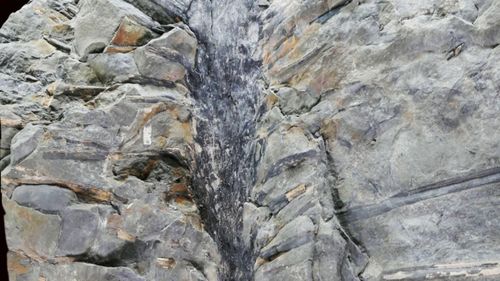 Capsula timpului: Cinci fosile de copaci îngropate de un cutremur acum 350 de milioane de ani au fost găsite într-o carieră din provincia canadiană New Brunswick