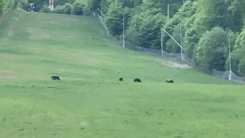 Un cioban din Harghita a fost atacat de urs, la stână. Bărbatul a ajuns la spital cu mai multe răni și o fractură