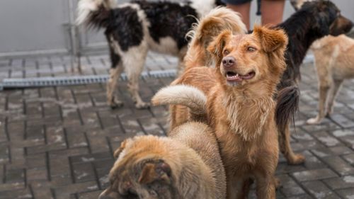 Problema câinilor fără stăpân ar putea fi gestionată la nivel județean: Apel public al ONG-urilor pentru protecția animalelor