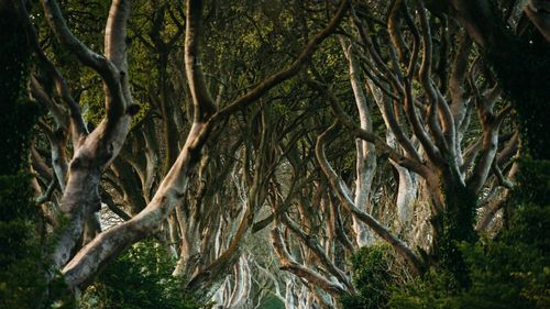 Regele pădurii: Un fag din Polonia a fost încoronat "Arborele european al anului 2024"