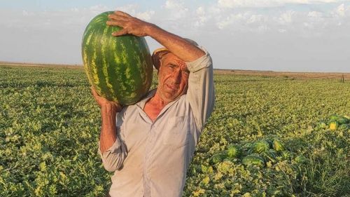 ”Dulce de Dăbuleni”, ”Burebista”, ”Semaca”, nume de soiuri românești de pepene verde/Fermierii cultivă însă în mare parte hibrizi oferiți de firme multinaționale/”Unele soiuri de la noi sunt ca Dacia de altădată” – fermier