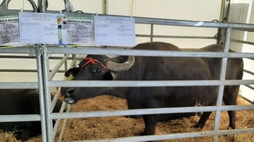 Idei de la Indagra. Bivolii, o soluție avantajoasă pentru micile ferme de familie. „Contrar înfățișării lor, sunt niște animale foarte blânde și se atașează foarte mult de fermierul care îi crește”