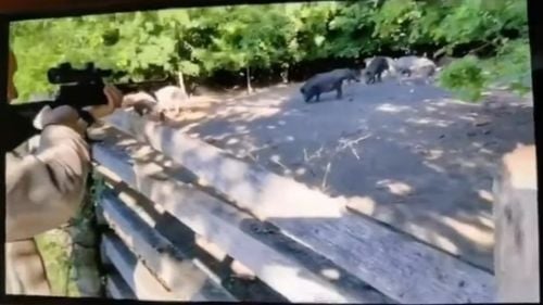 VIDEO Imagini revoltătoare: Igor Dodon, filmat în timp ce împușca porci mistreți aflați în captivitate într-un țarc, de la câțiva metri distanță, cu armă cu lunetă