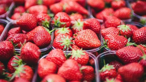 ANALIZĂ | Piața globală a căpșunilor în 2026: Fructele spaniole se vând cu 2,50–2,80 euro/kg, iar cele italiene ajung la 3,00–6,00 euro/kg / Germania, UK și Franța, dependente de importuri