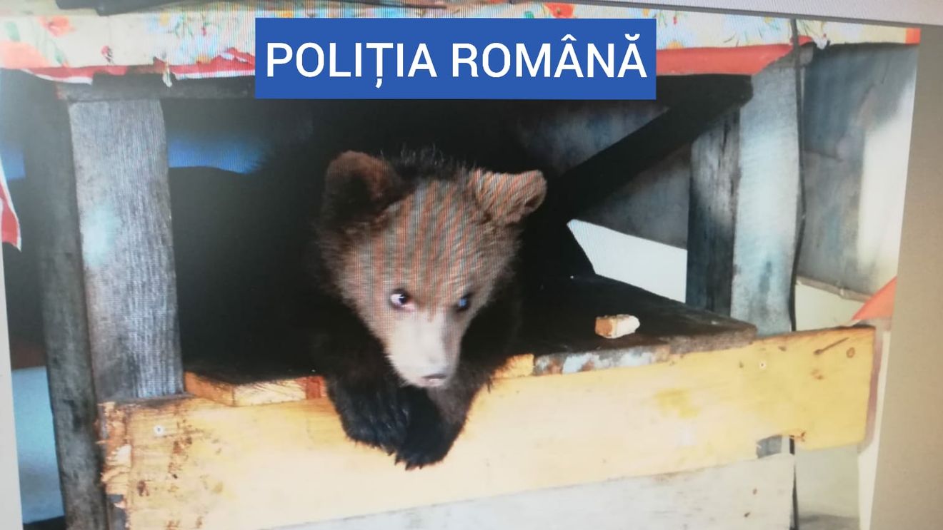 VIDEO Un bărbat din Maramureș este cercetat penal pentru deținerea în captivitate a unui pui de urs