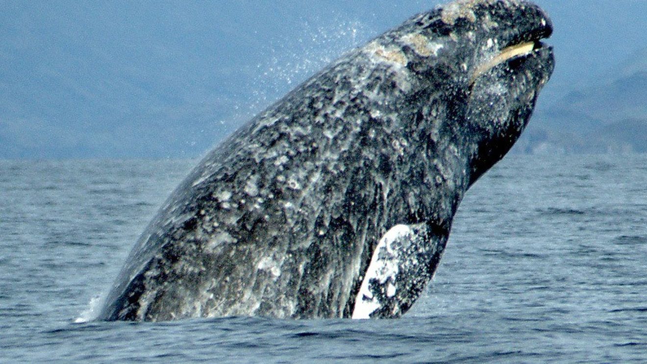 STUDIU SUA: Declinul populaţiei de balene cenuşii se extinde, dar există şi semne încurajatoare, cum ar fi numărul crescut de pui născuţi şi exemplare cu o stare de sănătate mai bună