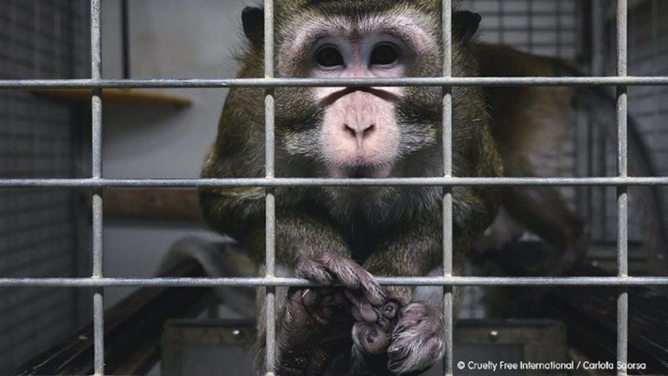 Spania anchetează un presupus caz de maltratare a animalelor într-un laborator / ONG: Am descoperit un amestec oribil de suferinţă şi cruzime în modul în care animalele sunt adăpostite, manipulate şi abuzate în testele de toxicitate