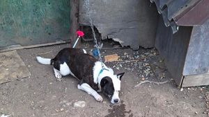 UPDATE Femeie mușcată de un câine, pe un teren viran din apropierea locuinței, în București / Victima este inconștientă